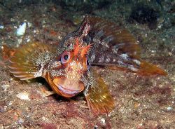 Tompot blenny off the South Coast of England. He made a g... by Rob Spray 